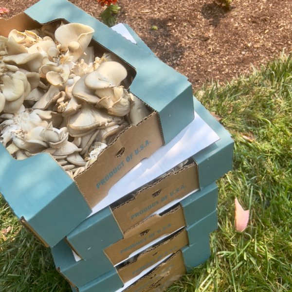 Oyster Mushroom Monthly Cooperative