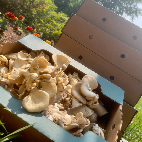 Oyster Mushroom Monthly Cooperative - Image 4