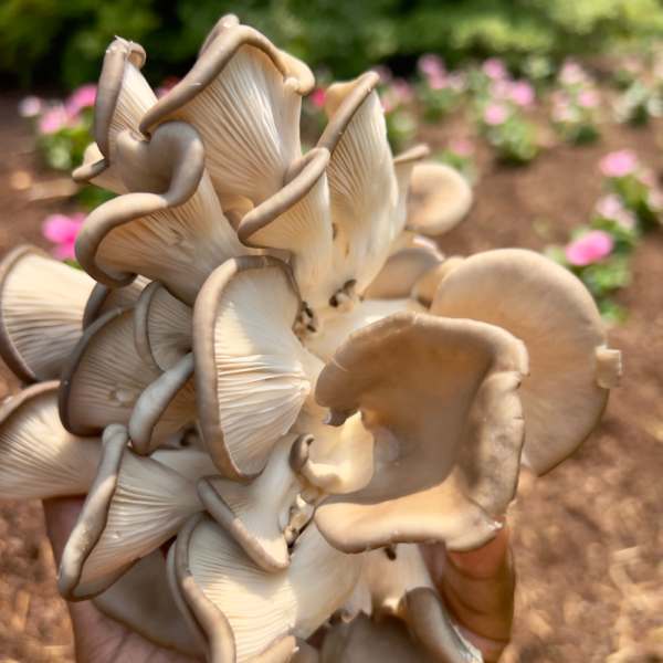 Oyster Mushroom Monthly Cooperative - Image 5